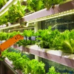 Vertical Farming